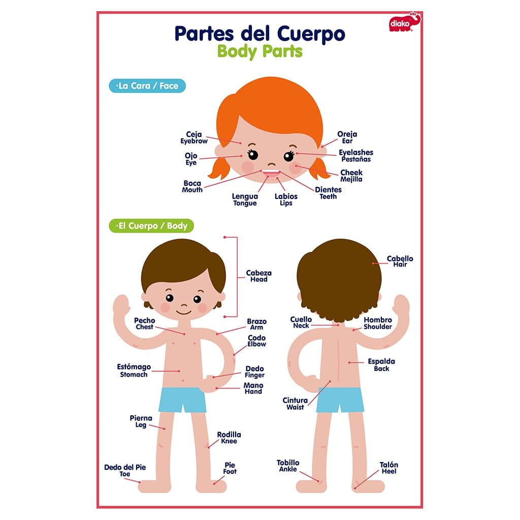 Lámina de Partes del cuerpo c/pieza, Biyú